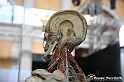 VBS_2959 - Sistema nervoso - Mostra Body Worlds